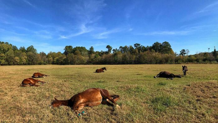 75 Incredibly Adorable Photos Of Animals Sunbathing That Might Heal Your Soul (New Pics)