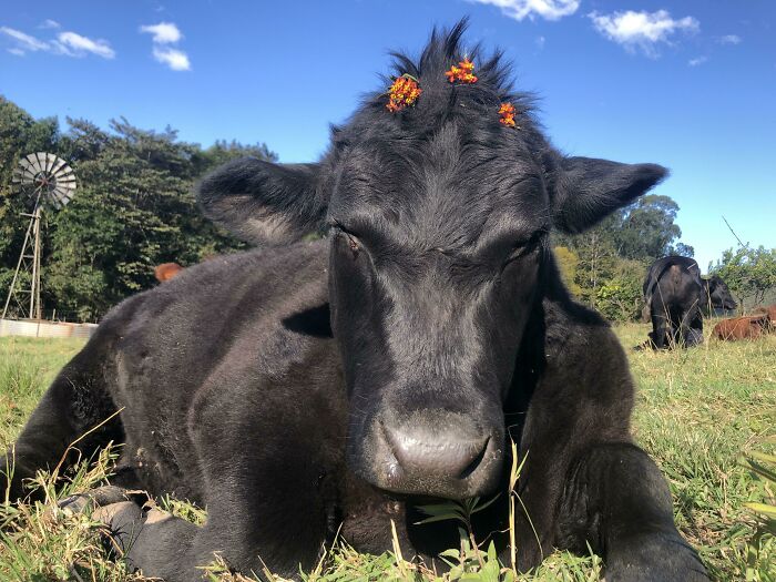 75 Incredibly Adorable Photos Of Animals Sunbathing That Might Heal Your Soul (New Pics)