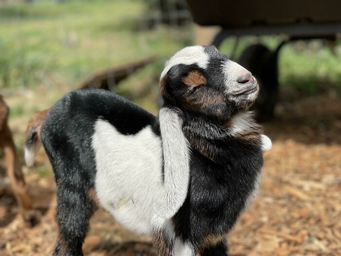 75 Incredibly Adorable Photos Of Animals Sunbathing That Might Heal Your Soul (New Pics)