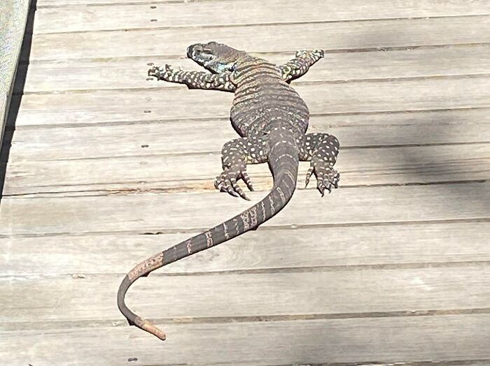 75 Incredibly Adorable Photos Of Animals Sunbathing That Might Heal Your Soul (New Pics)