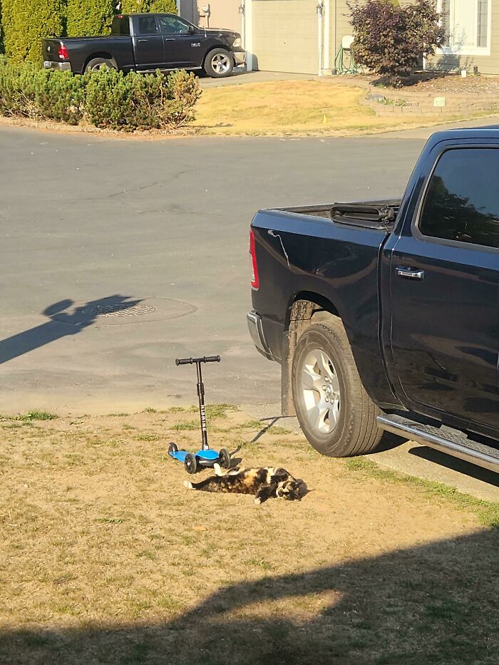75 Incredibly Adorable Photos Of Animals Sunbathing That Might Heal Your Soul (New Pics)