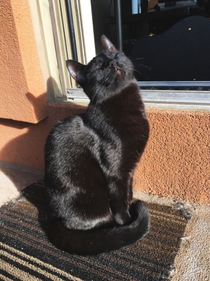 75 Incredibly Adorable Photos Of Animals Sunbathing That Might Heal Your Soul (New Pics)