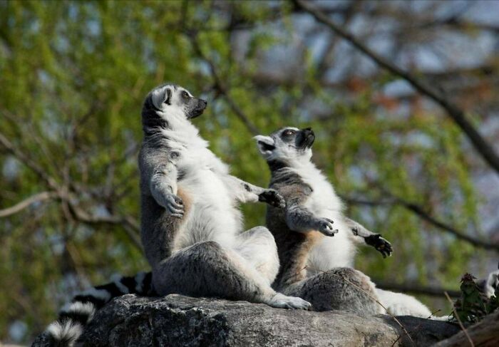 75 Incredibly Adorable Photos Of Animals Sunbathing That Might Heal Your Soul (New Pics)