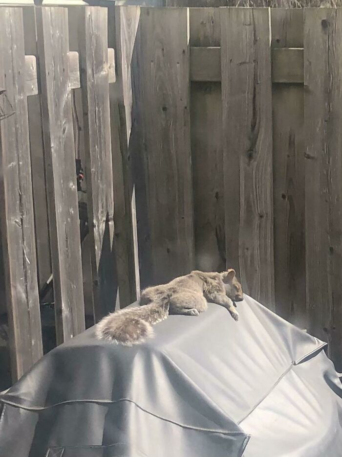 75 Incredibly Adorable Photos Of Animals Sunbathing That Might Heal Your Soul (New Pics)