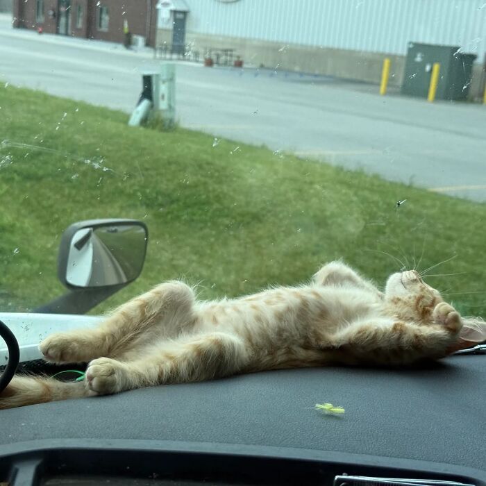 75 Incredibly Adorable Photos Of Animals Sunbathing That Might Heal Your Soul (New Pics)