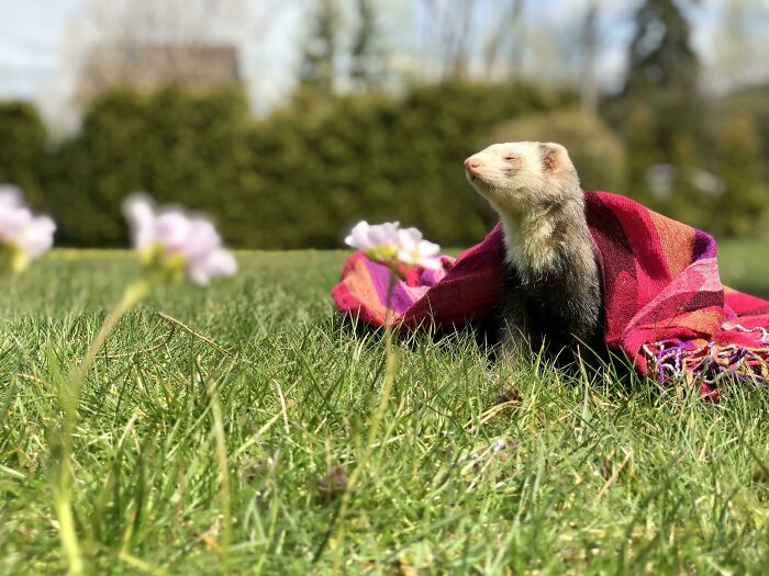 75 Incredibly Adorable Photos Of Animals Sunbathing That Might Heal Your Soul (New Pics)