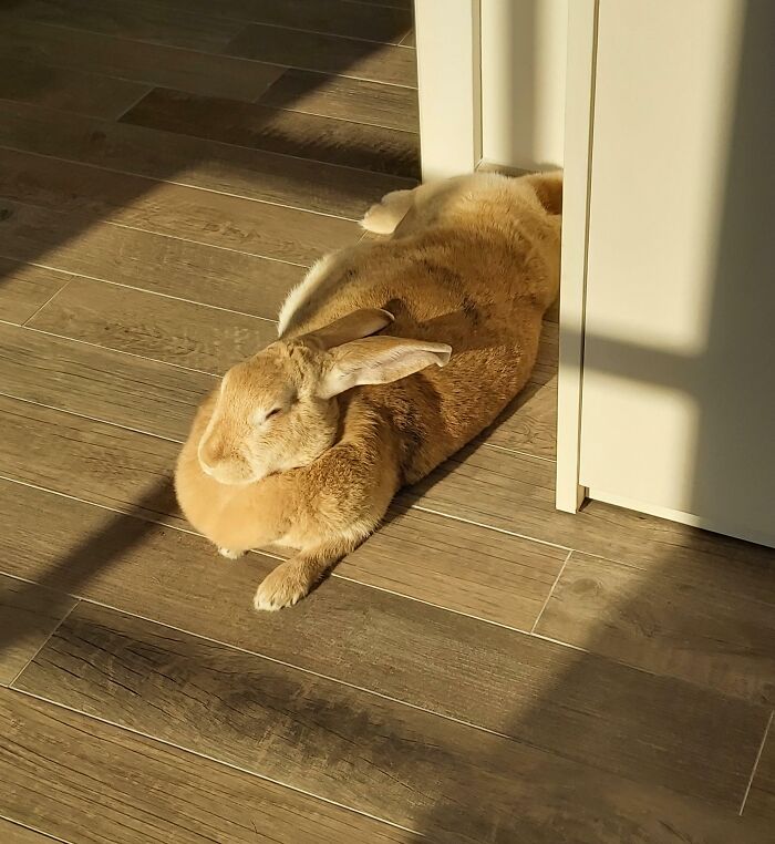 75 Incredibly Adorable Photos Of Animals Sunbathing That Might Heal Your Soul (New Pics)