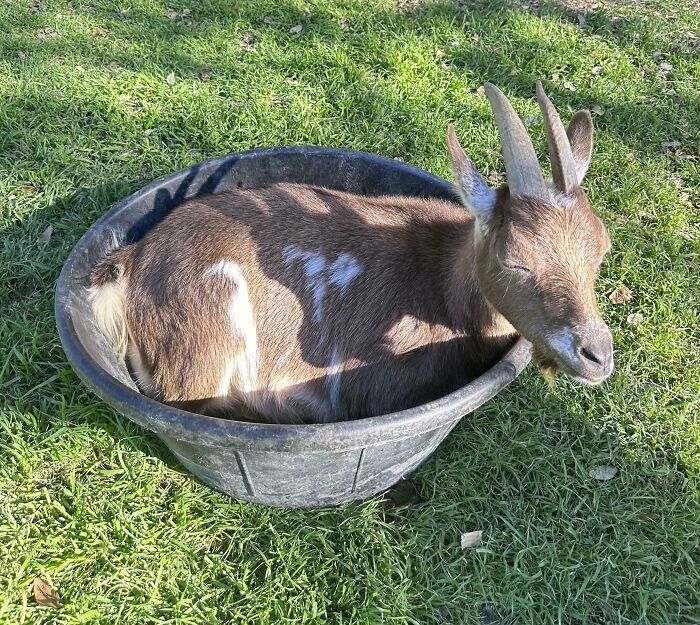 75 Incredibly Adorable Photos Of Animals Sunbathing That Might Heal Your Soul (New Pics)
