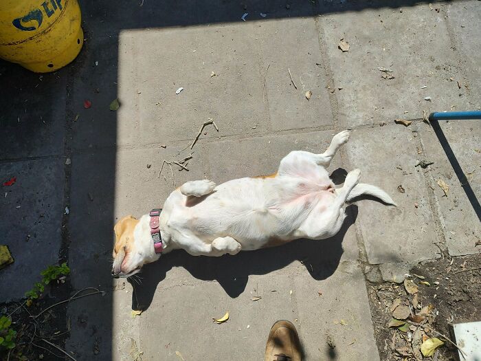 75 Incredibly Adorable Photos Of Animals Sunbathing That Might Heal Your Soul (New Pics)