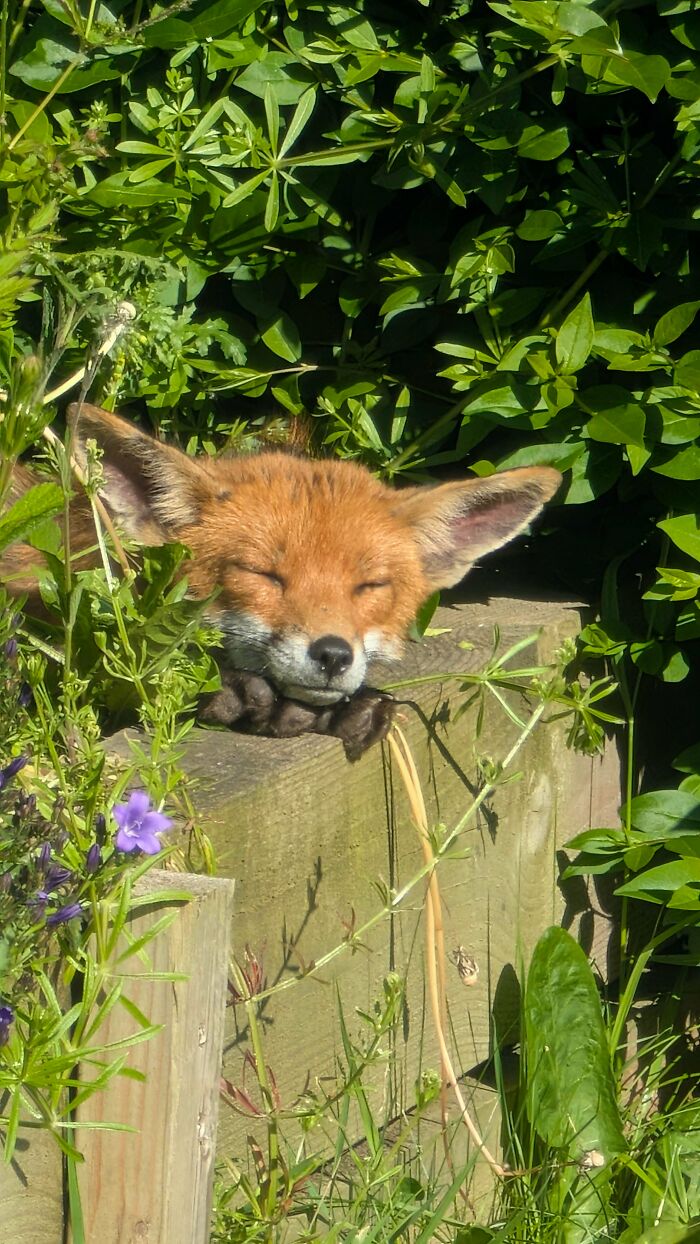 75 Incredibly Adorable Photos Of Animals Sunbathing That Might Heal Your Soul (New Pics)