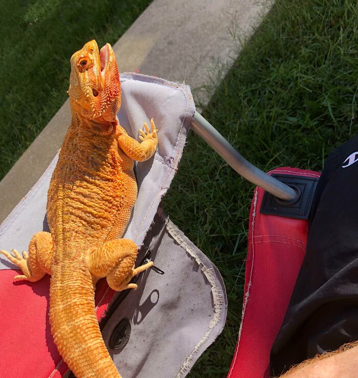 75 Incredibly Adorable Photos Of Animals Sunbathing That Might Heal Your Soul (New Pics)