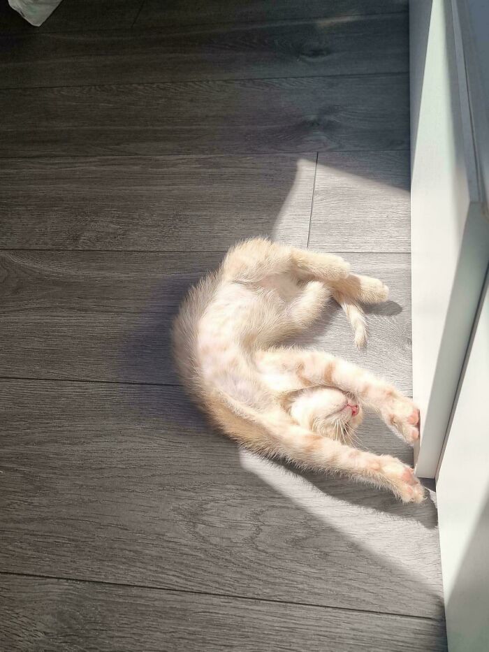 75 Incredibly Adorable Photos Of Animals Sunbathing That Might Heal Your Soul (New Pics)