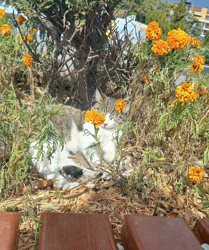 75 Incredibly Adorable Photos Of Animals Sunbathing That Might Heal Your Soul (New Pics)