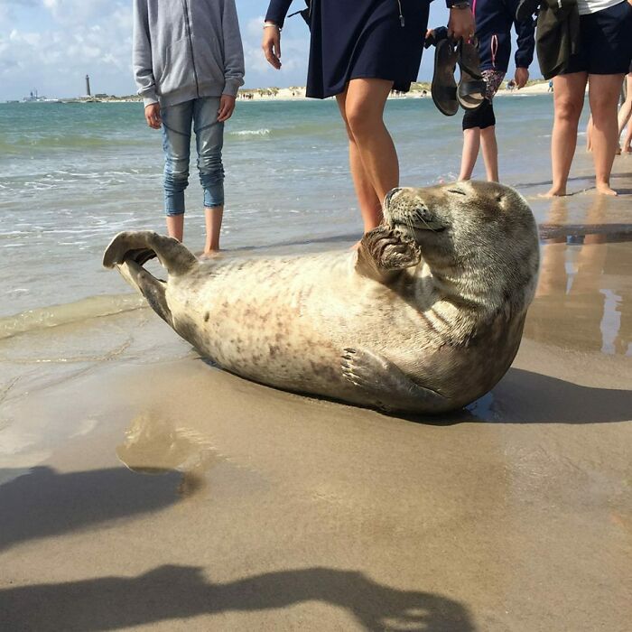 75 Incredibly Adorable Photos Of Animals Sunbathing That Might Heal Your Soul (New Pics)