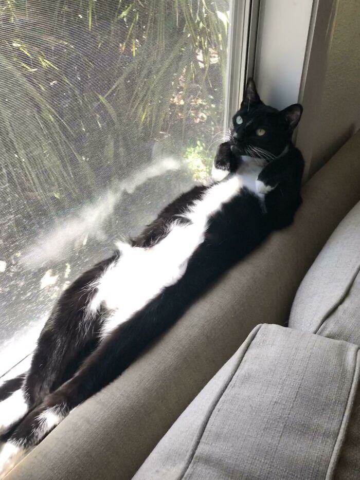 75 Incredibly Adorable Photos Of Animals Sunbathing That Might Heal Your Soul (New Pics)