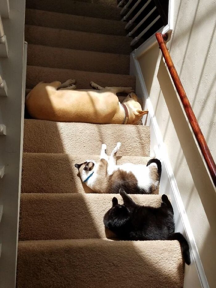 75 Incredibly Adorable Photos Of Animals Sunbathing That Might Heal Your Soul (New Pics)