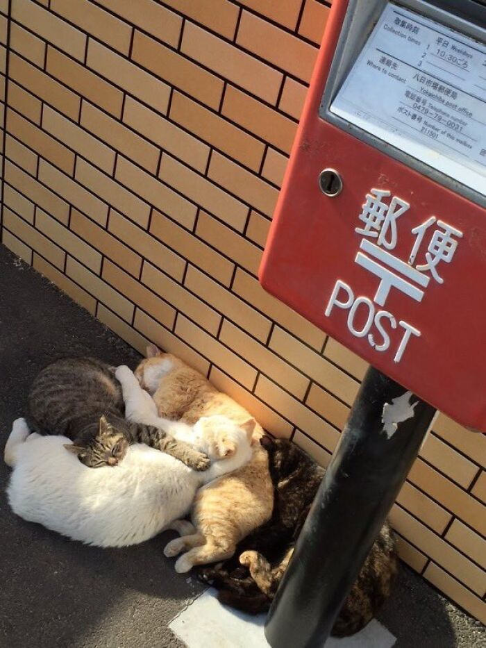 75 Incredibly Adorable Photos Of Animals Sunbathing That Might Heal Your Soul (New Pics)