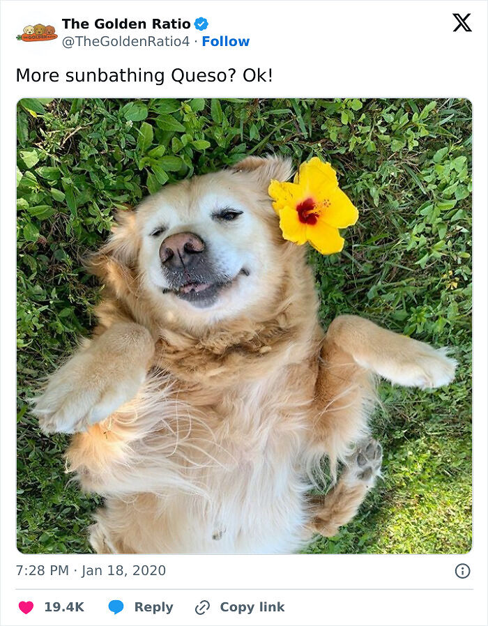 75 Incredibly Adorable Photos Of Animals Sunbathing That Might Heal Your Soul (New Pics)