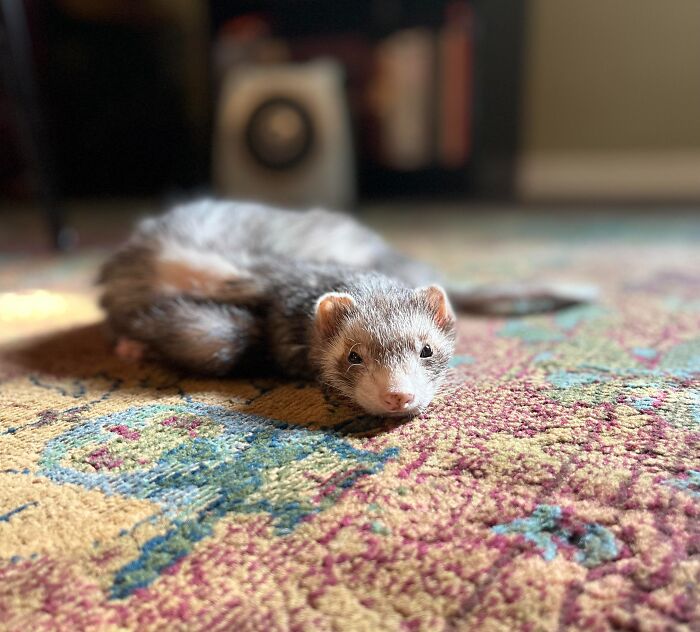 75 Incredibly Adorable Photos Of Animals Sunbathing That Might Heal Your Soul (New Pics)