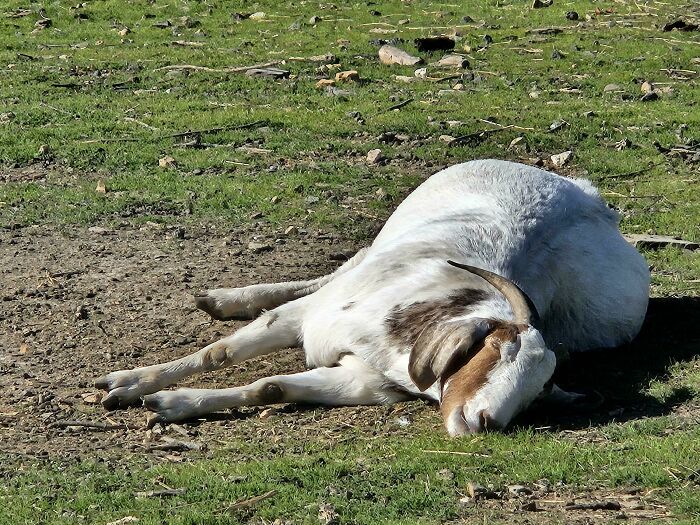 75 Incredibly Adorable Photos Of Animals Sunbathing That Might Heal Your Soul (New Pics)