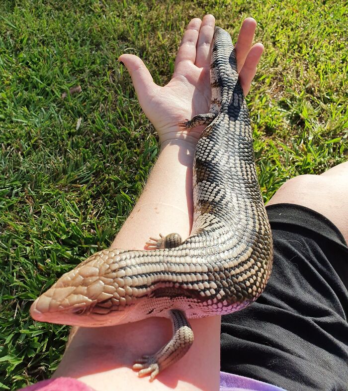 75 Incredibly Adorable Photos Of Animals Sunbathing That Might Heal Your Soul (New Pics)