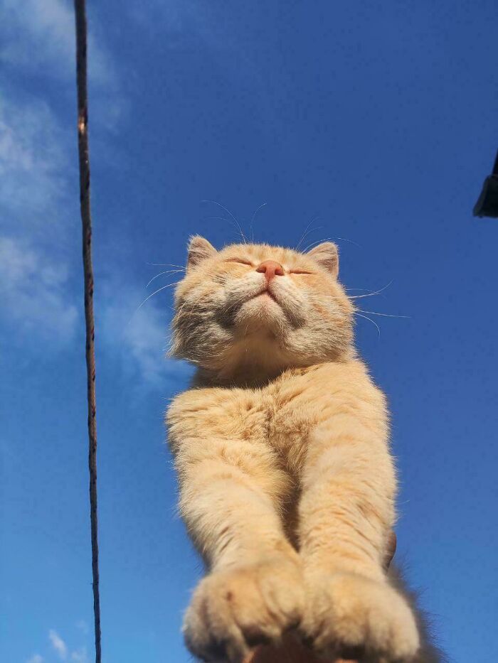 75 Incredibly Adorable Photos Of Animals Sunbathing That Might Heal Your Soul (New Pics)