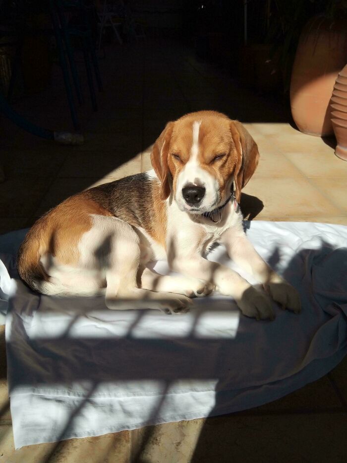 75 Incredibly Adorable Photos Of Animals Sunbathing That Might Heal Your Soul (New Pics)