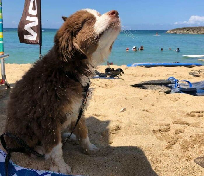 75 Incredibly Adorable Photos Of Animals Sunbathing That Might Heal Your Soul (New Pics)