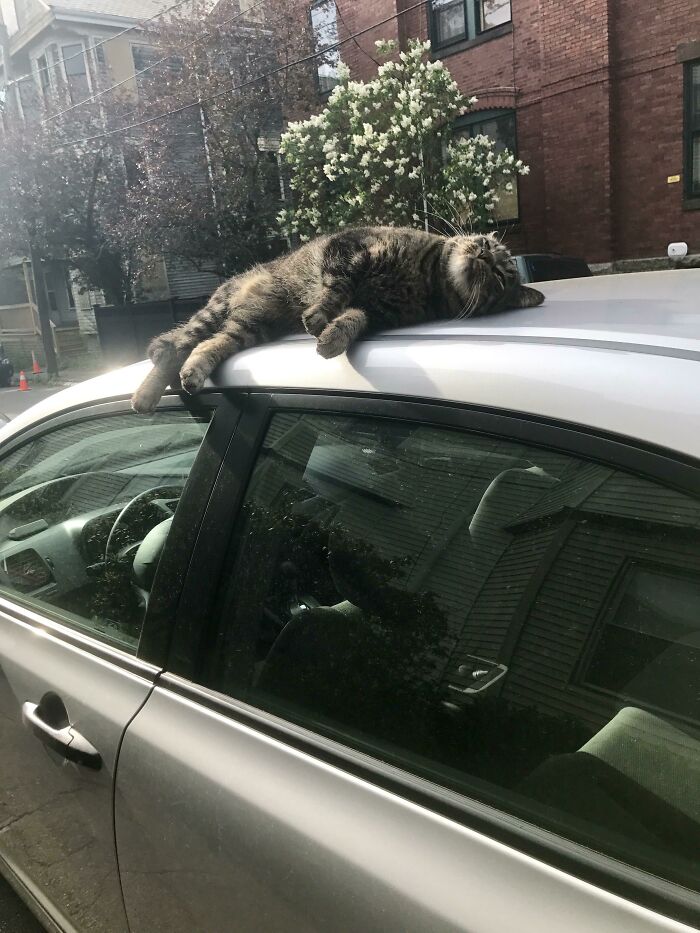 75 Incredibly Adorable Photos Of Animals Sunbathing That Might Heal Your Soul (New Pics)