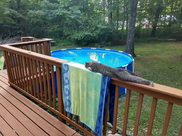 75 Incredibly Adorable Photos Of Animals Sunbathing That Might Heal Your Soul (New Pics)