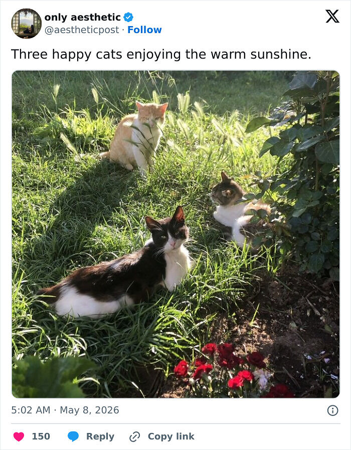 75 Incredibly Adorable Photos Of Animals Sunbathing That Might Heal Your Soul (New Pics)
