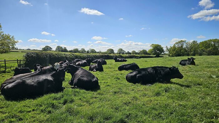 75 Incredibly Adorable Photos Of Animals Sunbathing That Might Heal Your Soul (New Pics)