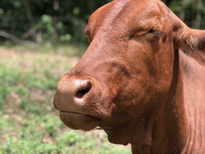 75 Incredibly Adorable Photos Of Animals Sunbathing That Might Heal Your Soul (New Pics)