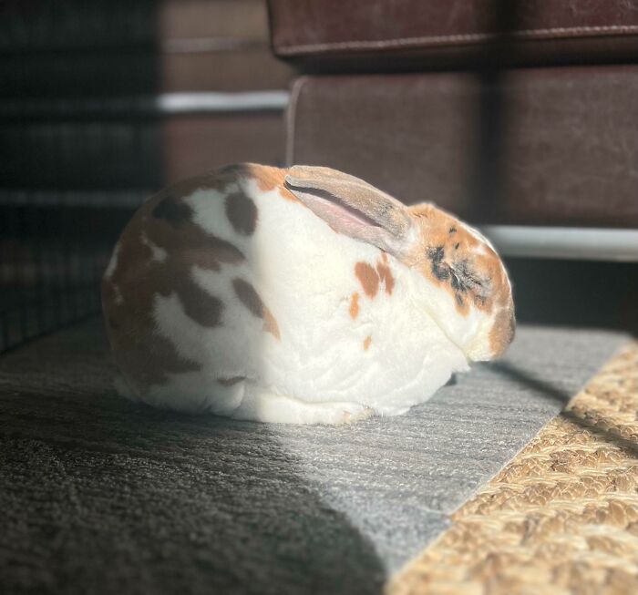 75 Incredibly Adorable Photos Of Animals Sunbathing That Might Heal Your Soul (New Pics)