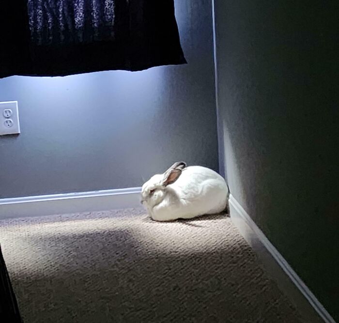 75 Incredibly Adorable Photos Of Animals Sunbathing That Might Heal Your Soul (New Pics)
