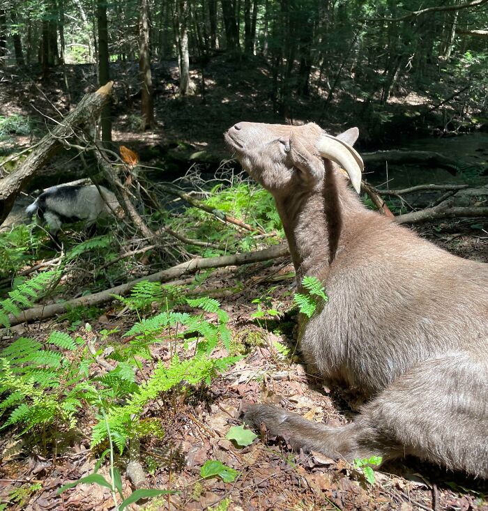 75 Incredibly Adorable Photos Of Animals Sunbathing That Might Heal Your Soul (New Pics)