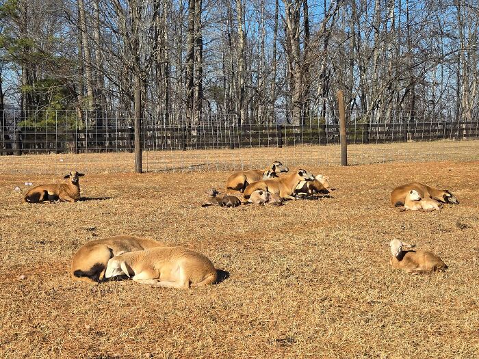 75 Incredibly Adorable Photos Of Animals Sunbathing That Might Heal Your Soul (New Pics)