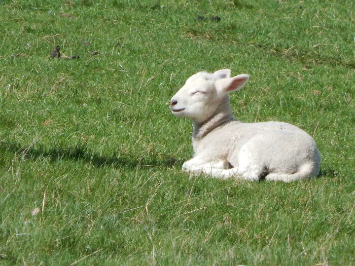 75 Incredibly Adorable Photos Of Animals Sunbathing That Might Heal Your Soul (New Pics)