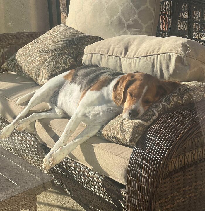 75 Incredibly Adorable Photos Of Animals Sunbathing That Might Heal Your Soul (New Pics)