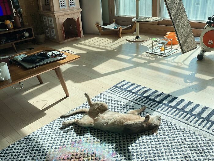75 Incredibly Adorable Photos Of Animals Sunbathing That Might Heal Your Soul (New Pics)