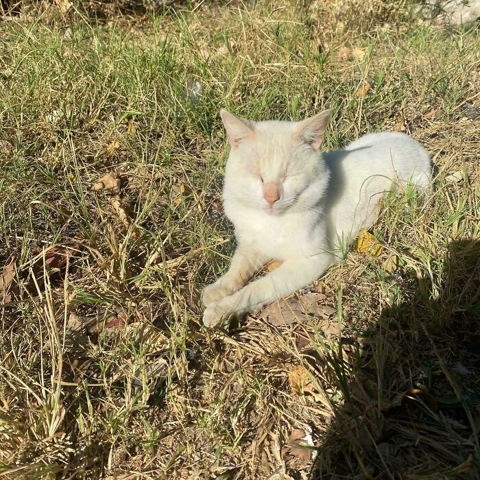 75 Incredibly Adorable Photos Of Animals Sunbathing That Might Heal Your Soul (New Pics)