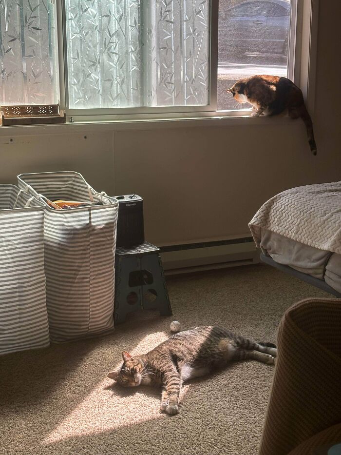 75 Incredibly Adorable Photos Of Animals Sunbathing That Might Heal Your Soul (New Pics)