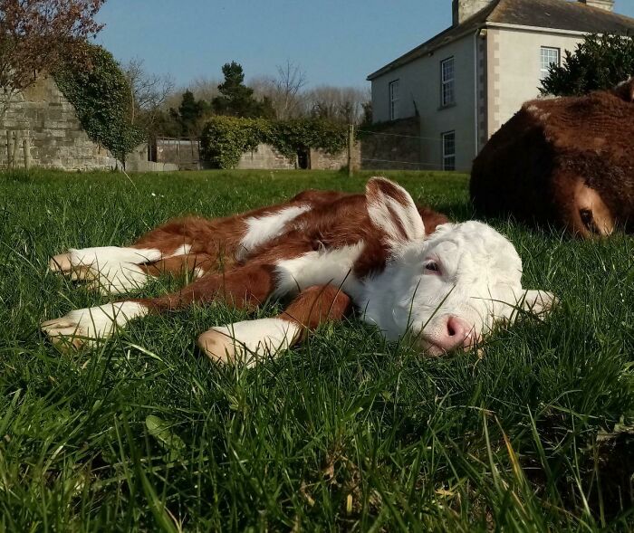 75 Incredibly Adorable Photos Of Animals Sunbathing That Might Heal Your Soul (New Pics)