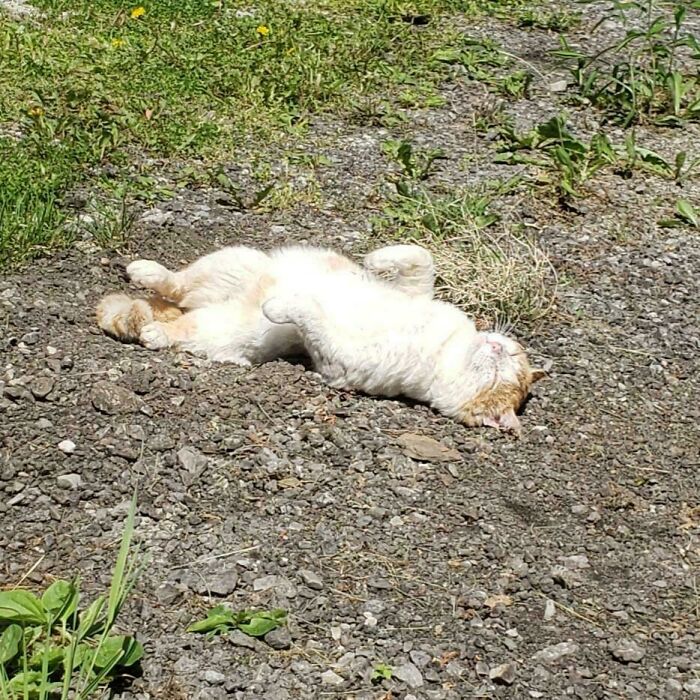 75 Incredibly Adorable Photos Of Animals Sunbathing That Might Heal Your Soul (New Pics)