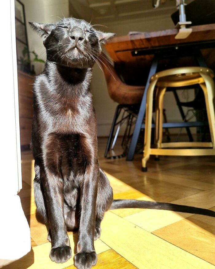 75 Incredibly Adorable Photos Of Animals Sunbathing That Might Heal Your Soul (New Pics)