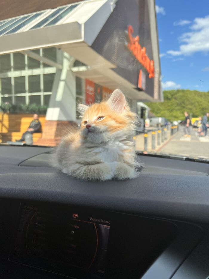 75 Incredibly Adorable Photos Of Animals Sunbathing That Might Heal Your Soul (New Pics)