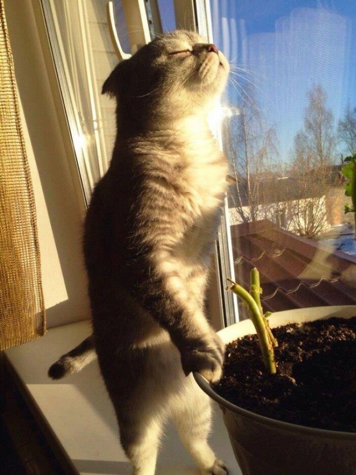 75 Incredibly Adorable Photos Of Animals Sunbathing That Might Heal Your Soul (New Pics)