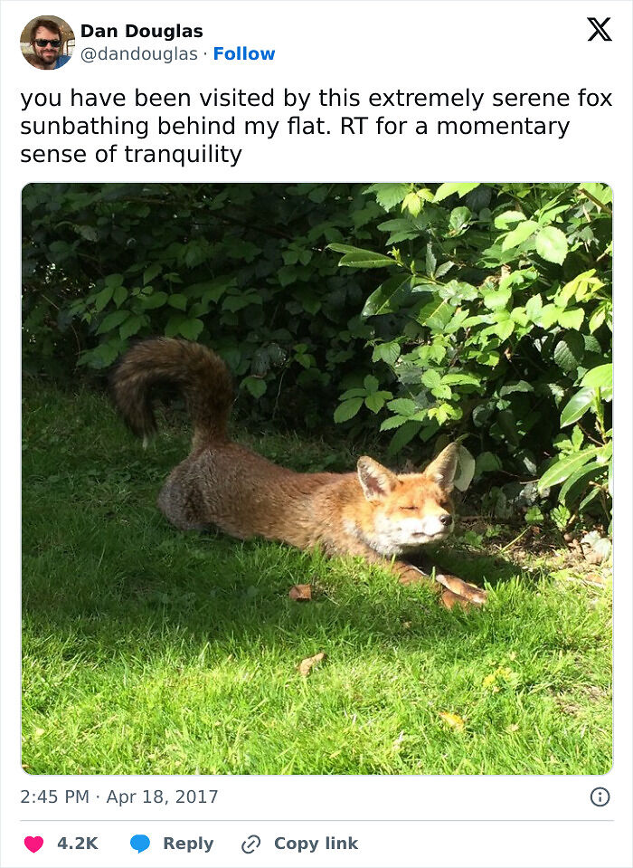 75 Incredibly Adorable Photos Of Animals Sunbathing That Might Heal Your Soul (New Pics)