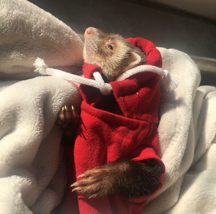 75 Incredibly Adorable Photos Of Animals Sunbathing That Might Heal Your Soul (New Pics)