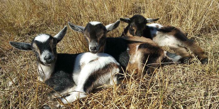 75 Incredibly Adorable Photos Of Animals Sunbathing That Might Heal Your Soul (New Pics)